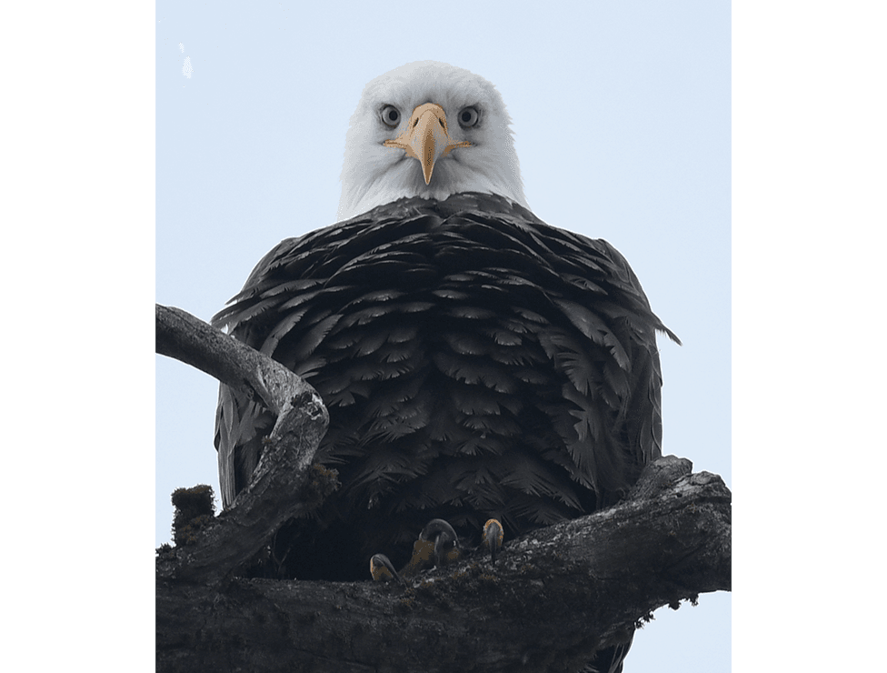 A bald eagle with sharp yellow eyes perches on a tree branch, looking directly at the camera, its brown feathers fluffed and talons gripping the wood.