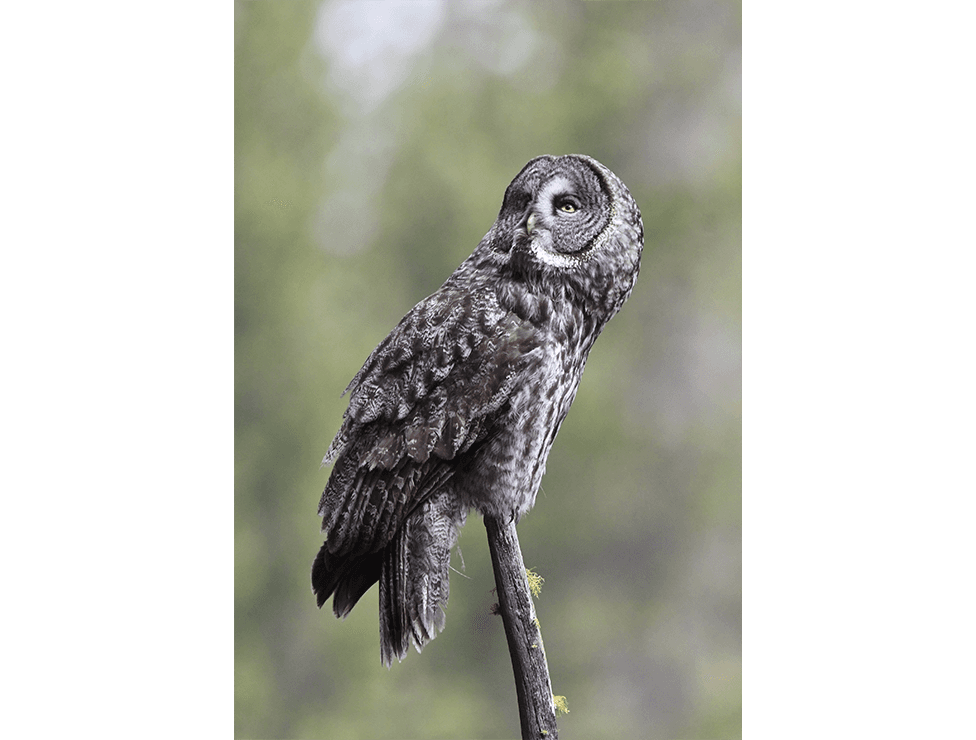 A great grey owl with mottled gray and brown feathers perches on a slender branch, looking to the right. The background is softly blurred green foliage.
