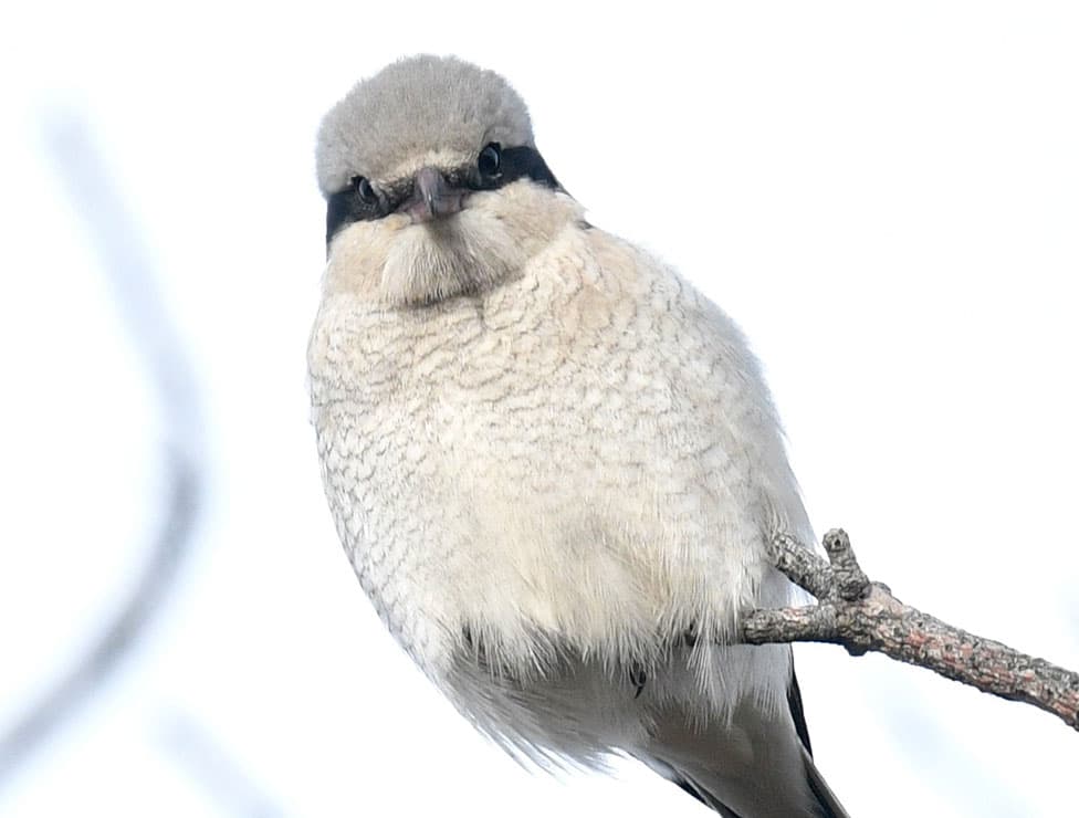 A light gray and white bird with a black eye mask perches on a thin branch against a bright, blurry background.