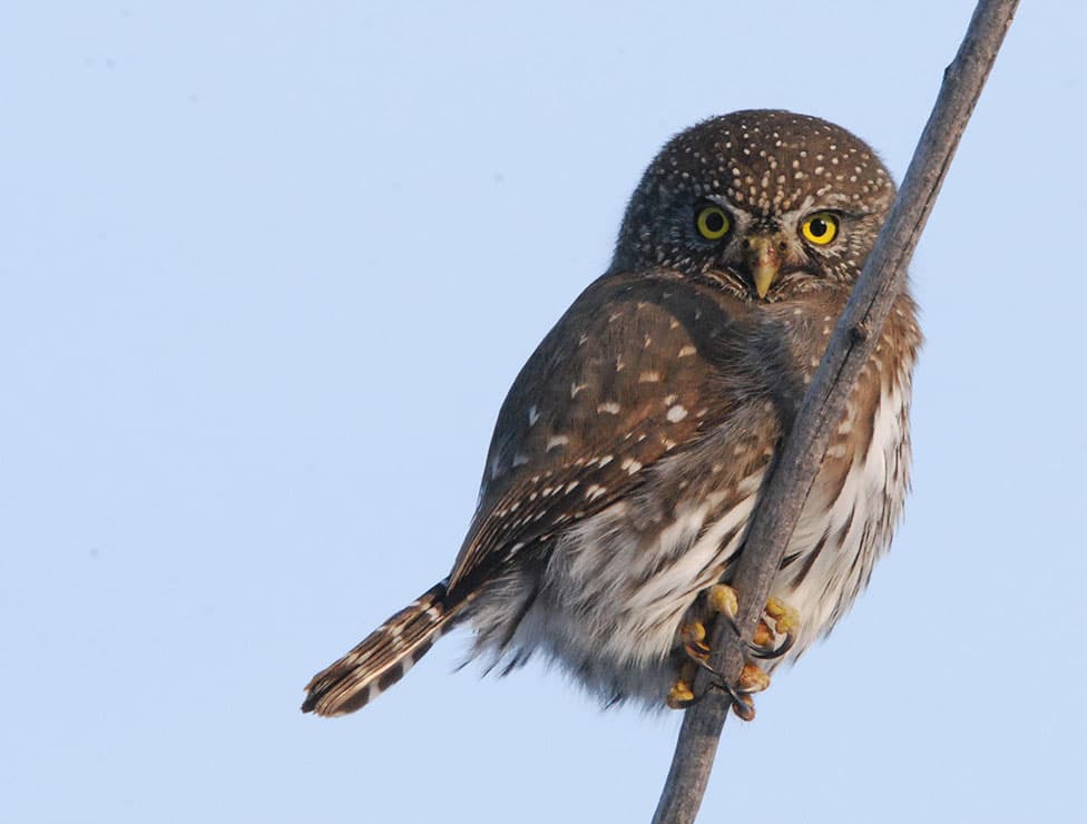 Pygmy Owl