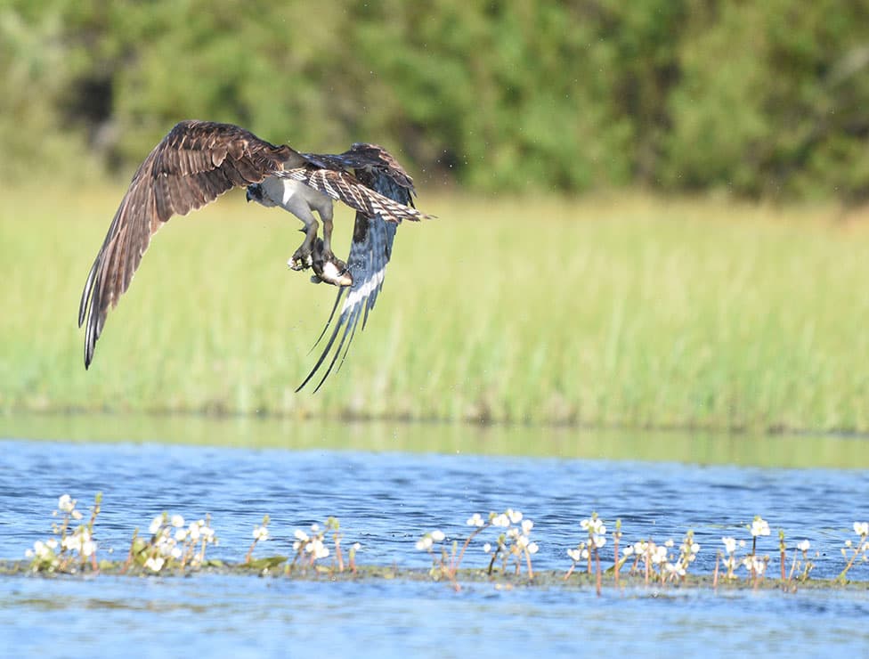 Osprey