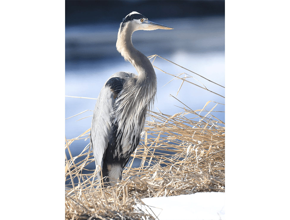 Great Blue Heron