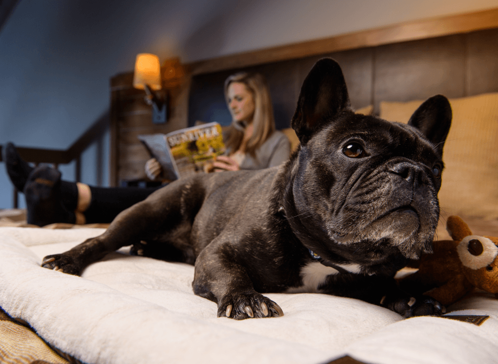 close up of a dog and a person on a bed