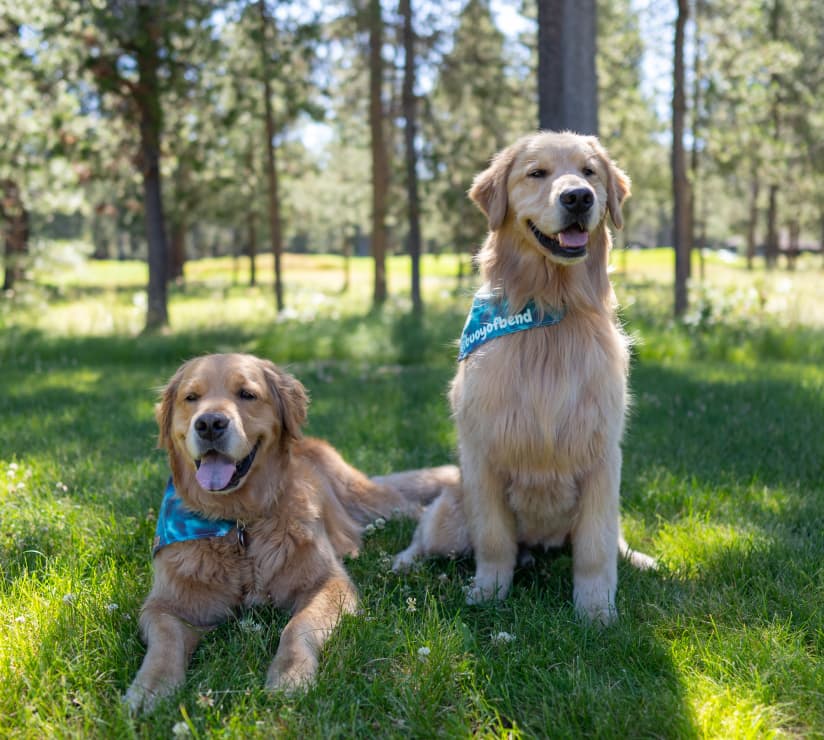 Two golden retrievers wearing blue bandanas, one lying down and one sitting, are on green grass in a sunlit, wooded park.