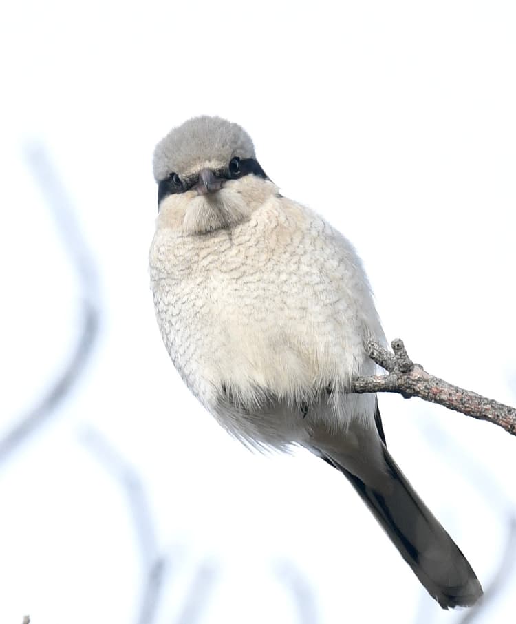 A small, light gray bird with a black eye stripe is perched on a thin branch against a white background, looking directly at the camera.