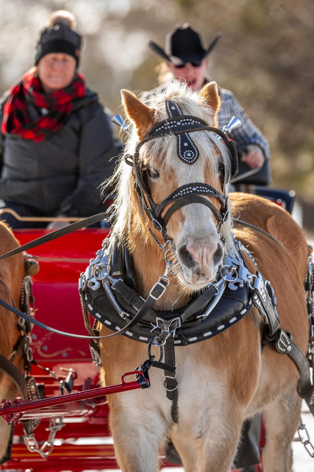 A tan horse in ornate harness pulls a red carriage with two warmly dressed people sitting behind, one wearing a black hat and the other a red plaid scarf. The background is blurred with hints of trees and sunlight.