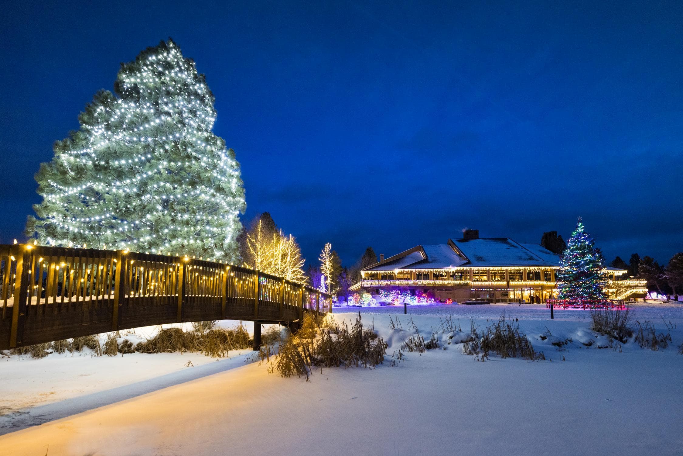 Snowy scene at night with trees and a building decorated with white and colorful holiday lights, a wooden bridge on the left, and a large, brightly lit tree in the foreground.