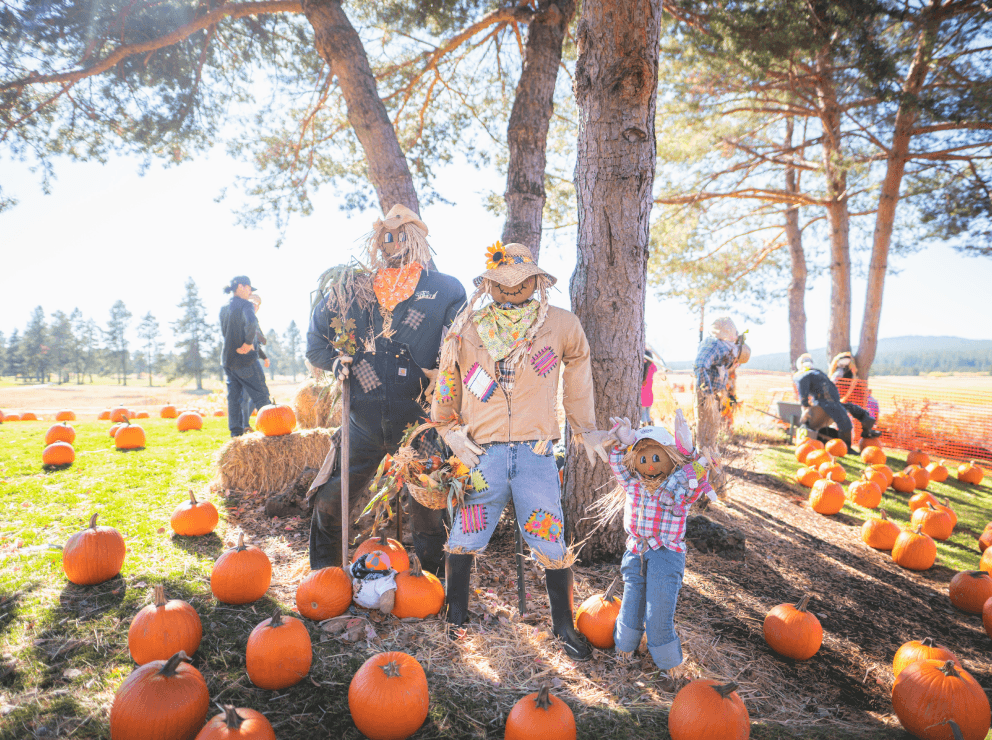 Three scarecrows stand under trees in a pumpkin patch on a sunny day, surrounded by pumpkins and hay bales. People are seen in the background. The scene has a festive, autumn atmosphere.