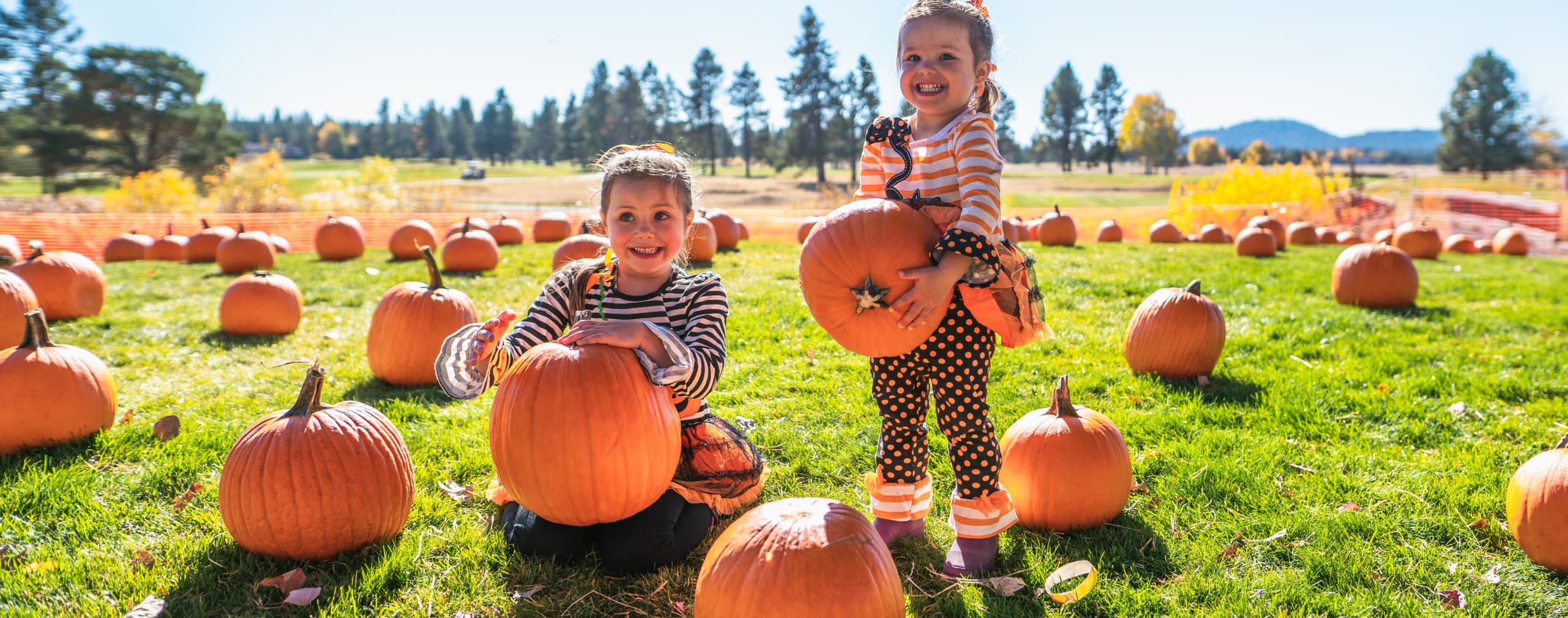 Two young children in striped outfits smile while holding large pumpkins in a sunny pumpkin patch, surrounded by scattered pumpkins on green grass.