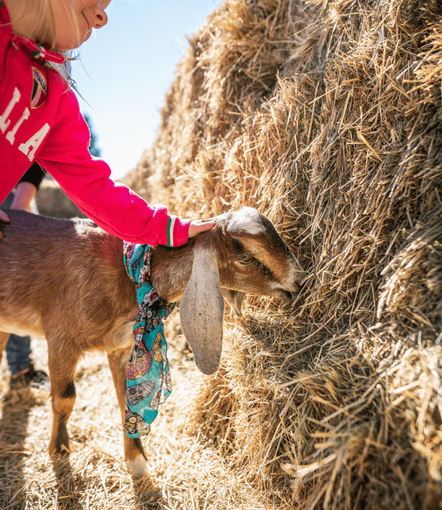 A child in a pink jacket pets a brown goat wearing a colorful scarf, as the goat eats hay from a large stack outside on a sunny day.