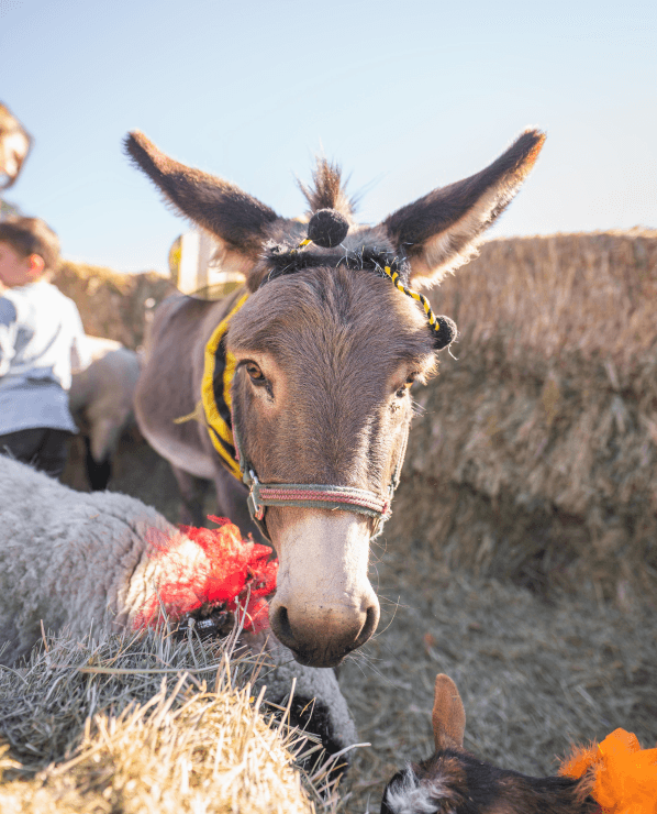 A donkey wearing a decorative harness stands on straw, looking at the camera. Straw bales and other animals are in the background. Bright daylight highlights the scene.