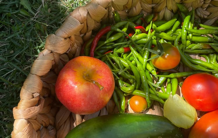 A woven basket holds an apple, tomatoes, a yellow husked fruit, a cucumber, and many green chili peppers, set on grass in sunlight.