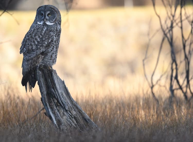 A great gray owl perches on a weathered tree stump in a field of tall, dry grass with soft sunlight in the background.